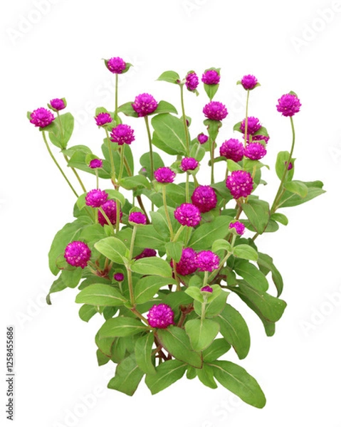 Fototapeta センニチコウ