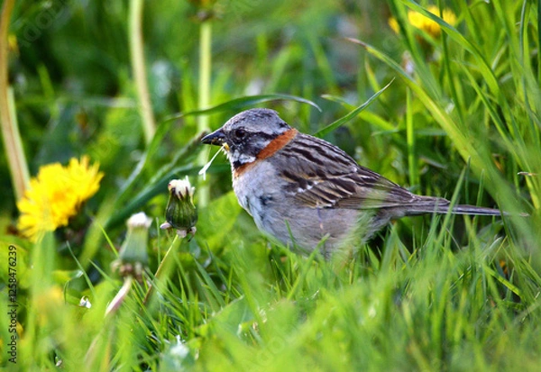 Fototapeta Sparrow eats with its beak in a dandelion flower in Argentine Patagonia