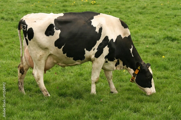 Obraz Cow eating grass
