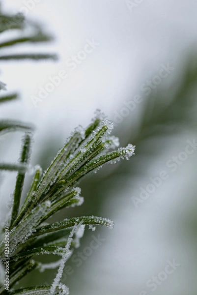 Obraz Eiskruste überzieht schützent den Rosmarin