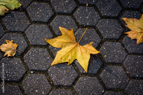 Obraz Yellow leaves fall in Autumn.