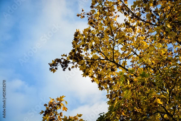 Obraz Autumn leaves on blue cloudy sky