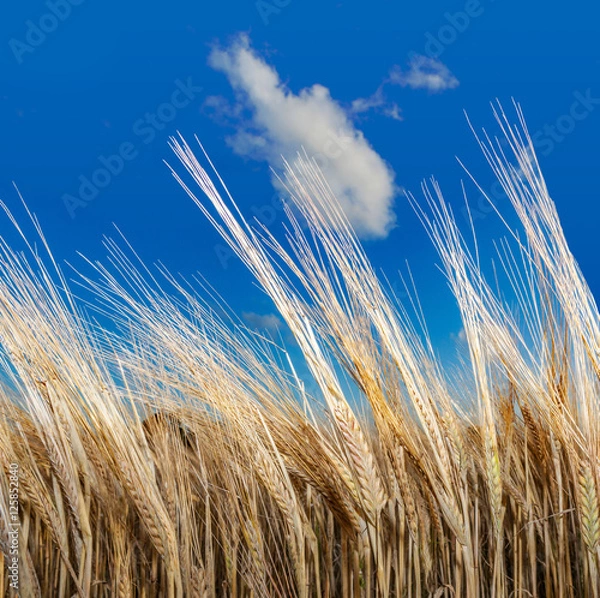 Obraz Barley field