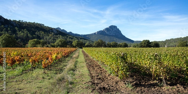 Obraz panorama sur les vignes du sud de la France en automne, avec un pic en arrière plan