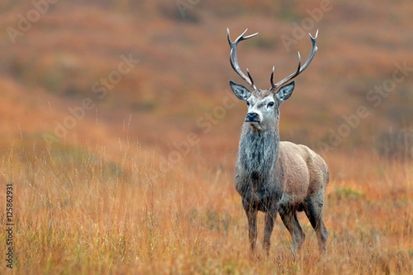 Obraz Red Deer Stag