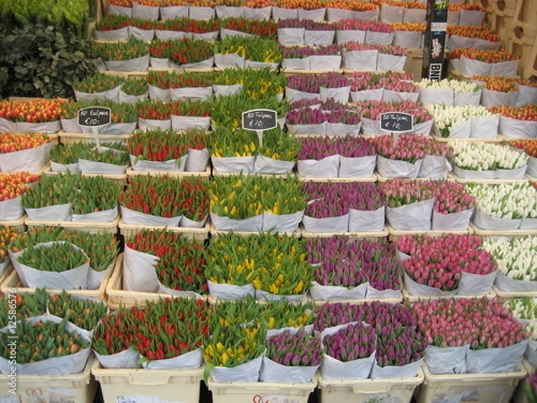 Obraz Blumenmarkt A'dam