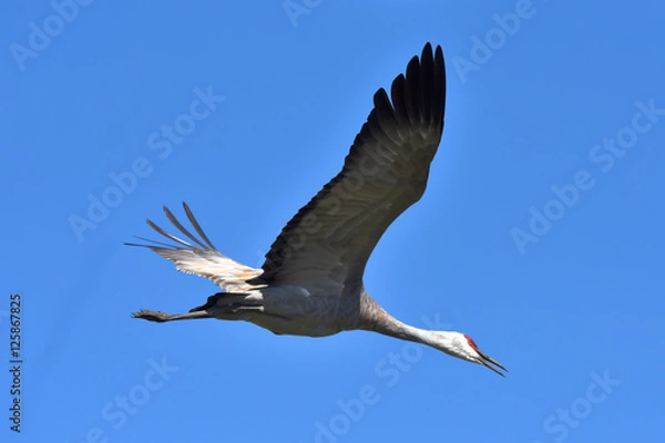 Obraz Sanhill Crane flying by