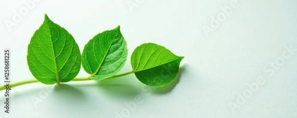 Obraz Delicate Anacardium occidentale leaves unfolding on a crisp white surface, natural, green