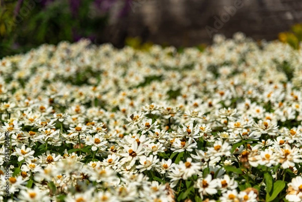 Fototapeta 安城産業文化公園デンパーク