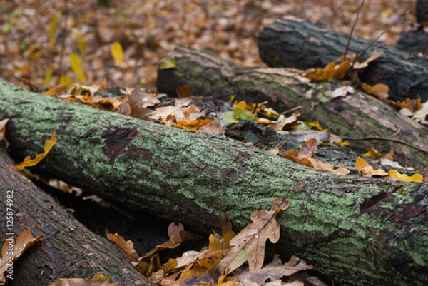 Fototapeta wet fall leaves