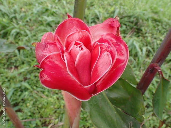 Obraz Red porcelain rose flower