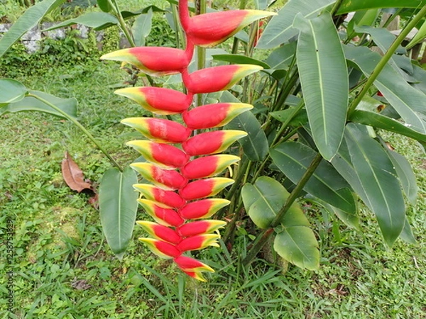 Obraz Red heliconia or lobster claw plant