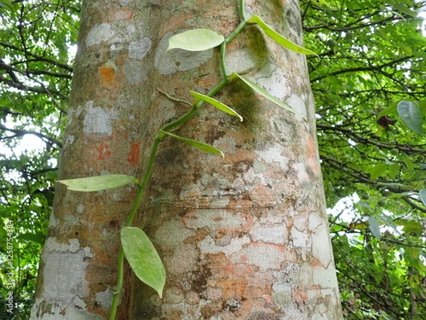 Obraz vanilla orchild growing up a tree