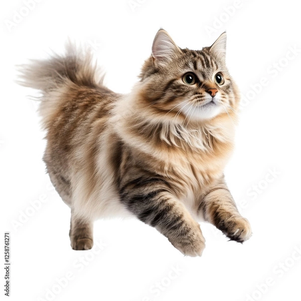Fototapeta Siberian cat jumping, white isolate background