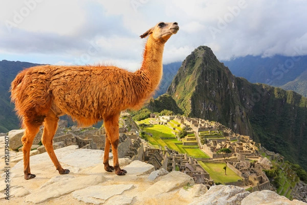 Fototapeta Llama standing at Machu Picchu overlook in Peru