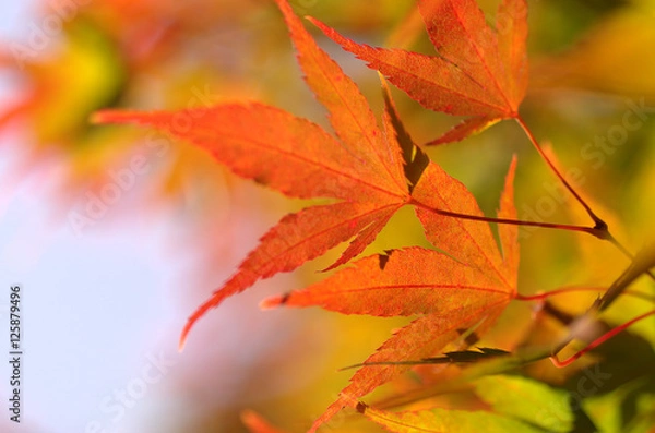 Fototapeta Japanese maple leafs