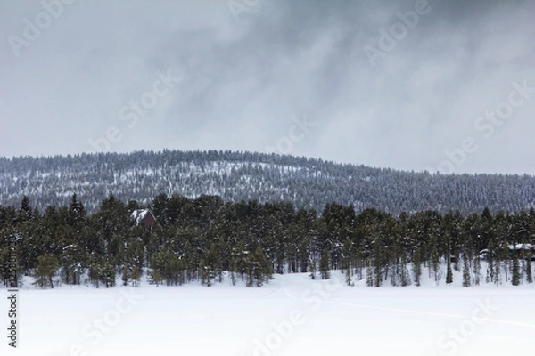 Fototapeta Snow-covered forest in the north of Sweden in Kiruna, Lapland