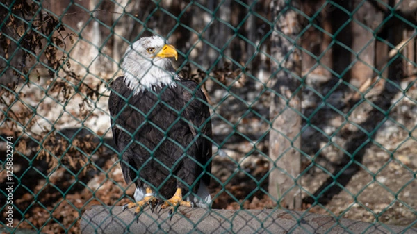Fototapeta Bald eagle in the cage