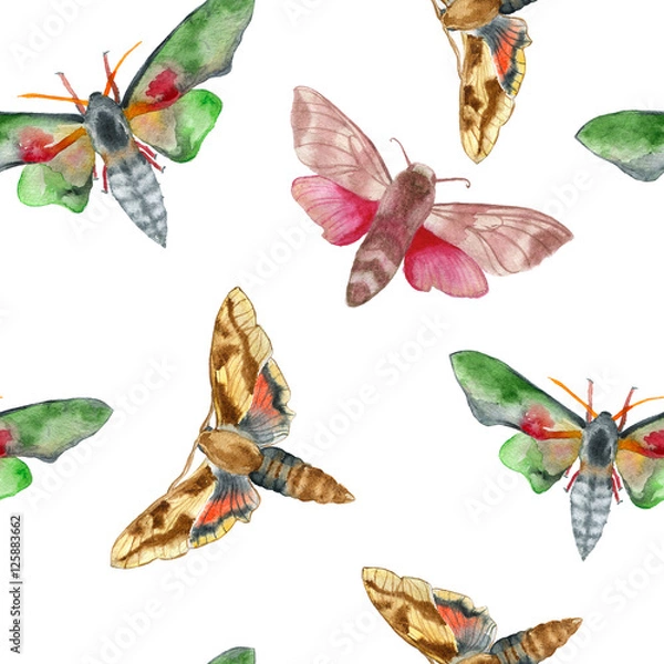 Fototapeta Watercolor seamless pattern with moth or sphingidae on white bbackground