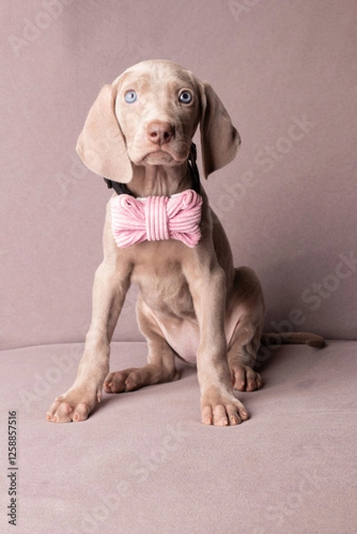 Obraz Adorable Weimaraner Puppy with Pink Bow Tie