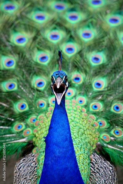 Fototapeta Peacock