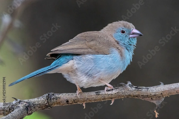 Obraz Braam Collins - Copyright