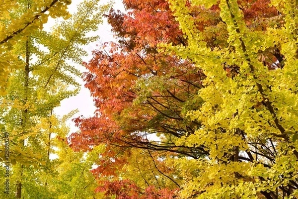 Obraz 은행나무를 보다/ginkgo leaves/공원에서 가을을 느껴보다