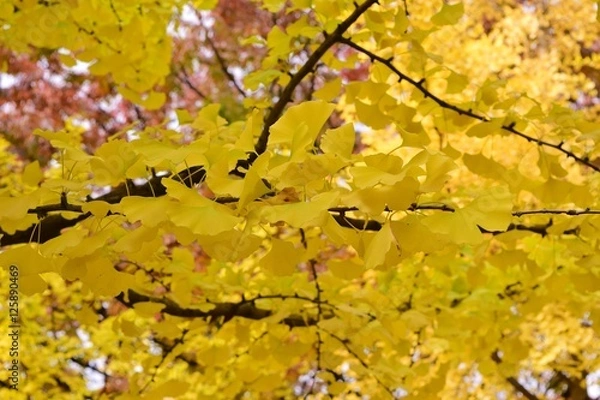 Obraz 노란 은행나무 잎/공원에서 만난 가을을 느끼게 해주는 노란 은행나무 잎/ginkgo leaves