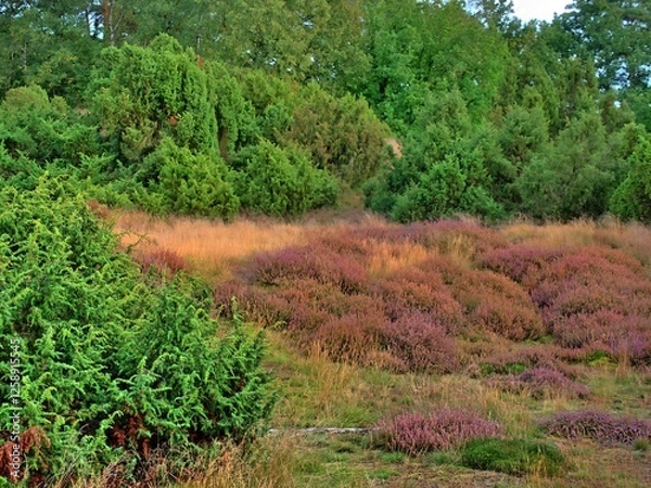 Fototapeta Heath landscape, near Haltern Germany, Westruper Heide, in autumn, plants have already faded and the grass has mostly dried up, but the trees and bushes have green leaves. 