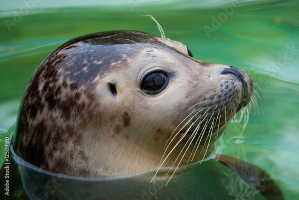 Obraz harbor seal
