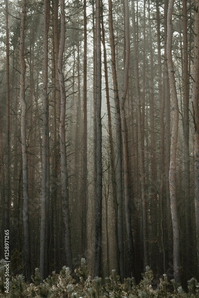 Fototapeta drzewa w lesie gęsty las wysokie drzewa słońce za drzewami