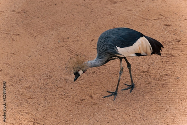 Obraz grey crowned crane