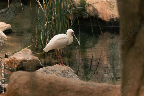 Obraz great white stork