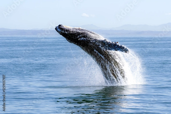 Obraz humpback whale breaching