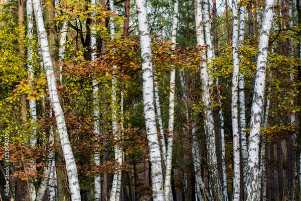 Fototapeta Birches