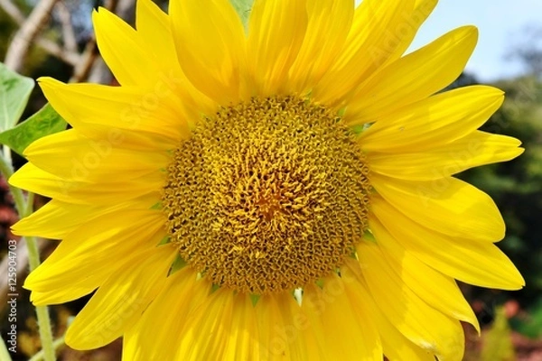 Obraz 황금 해바라기/golden sunflower/
공원에서 만난 황금 빛 해바라기