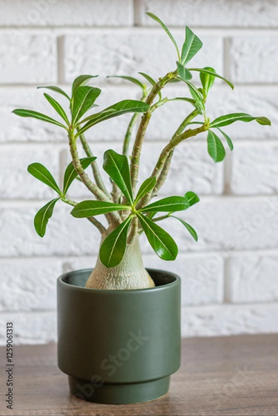 Fototapeta Adenium obesum plant (Desert Rose, Impala Lily, Mock Azalea) which looks like a miniature baobab in bottle green pot