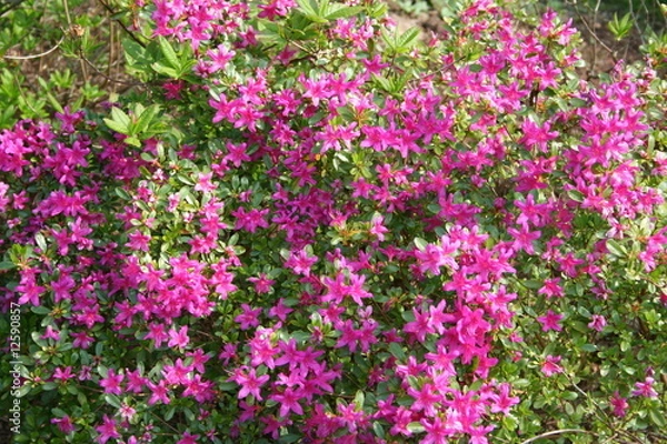 Obraz parterre fleurs roses