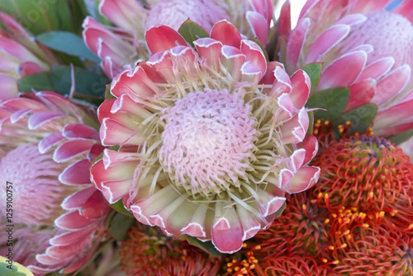 Fototapeta pink sugar bush protea flower, in a bouquet. Proteas are currently cultivated in over 20 countries. The Protea flower is said to represent change and hope.