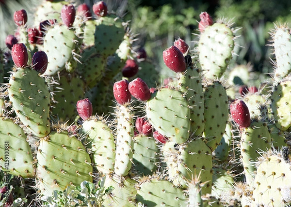 Fototapeta Prickly Pear cactus fruit on the cacti. The fruit of prickly pears is edible, but it must be peeled carefully to remove the small spines on the outer skin before consumption.