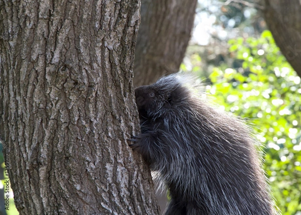 Fototapeta Close up on a Porcupines climbing a tree. They are large rodents with coats of sharp spines, or quills, that protect them against predation.