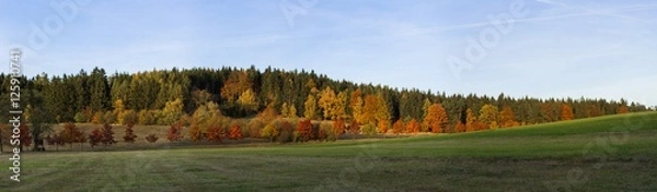 Fototapeta Row of the red maples lining the pave