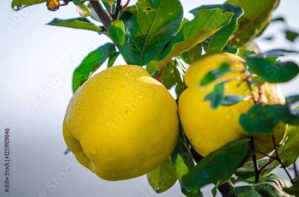 Obraz Ripe Quince on small Tree