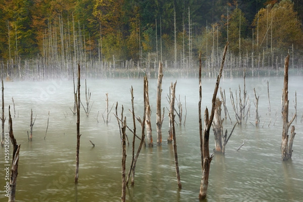 Obraz Autumn landscape with fog and trees reflecting in the water on Cuejdel Lake
