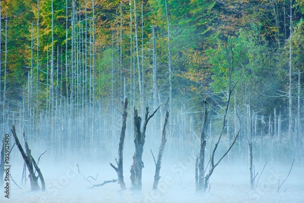 Obraz Autumn landscape with fog and trees reflecting in the water on Cuejdel Lake