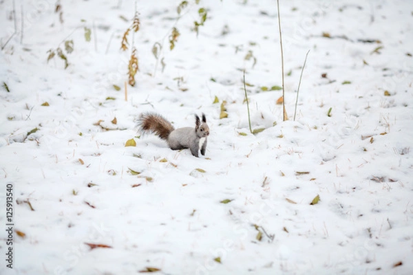 Fototapeta Cute squirrel looking at winter scene, snowy park or forest