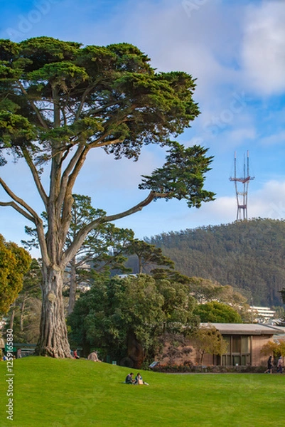 Obraz A large tree stands in Golden Gate Park, San Francisco, with Sutro Tower on a nearby hill under a blue sky with clouds, creating a peaceful and scenic urban landscape.