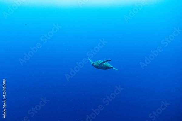 Fototapeta 海亀と熱帯魚