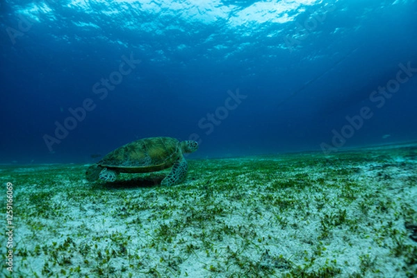 Fototapeta 海亀と熱帯魚