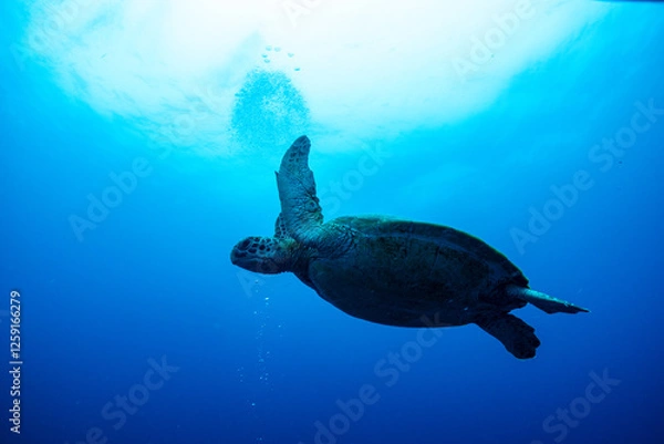 Fototapeta 海亀と熱帯魚